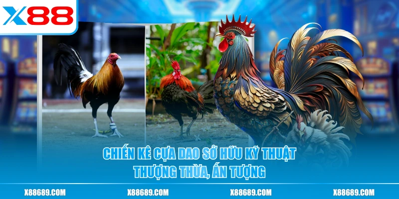 Chiến kê cựa dao sở hữu kỹ thuật thượng thừa, ấn tượng